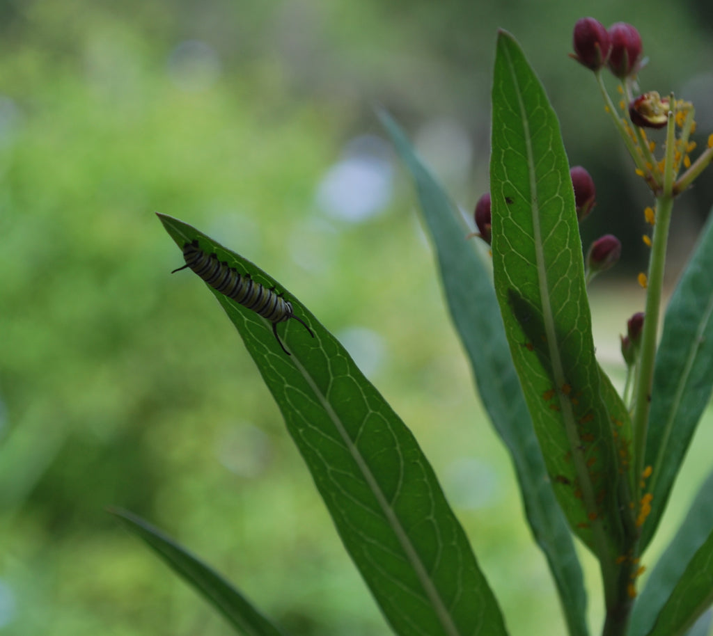 Monarchs and Halloween