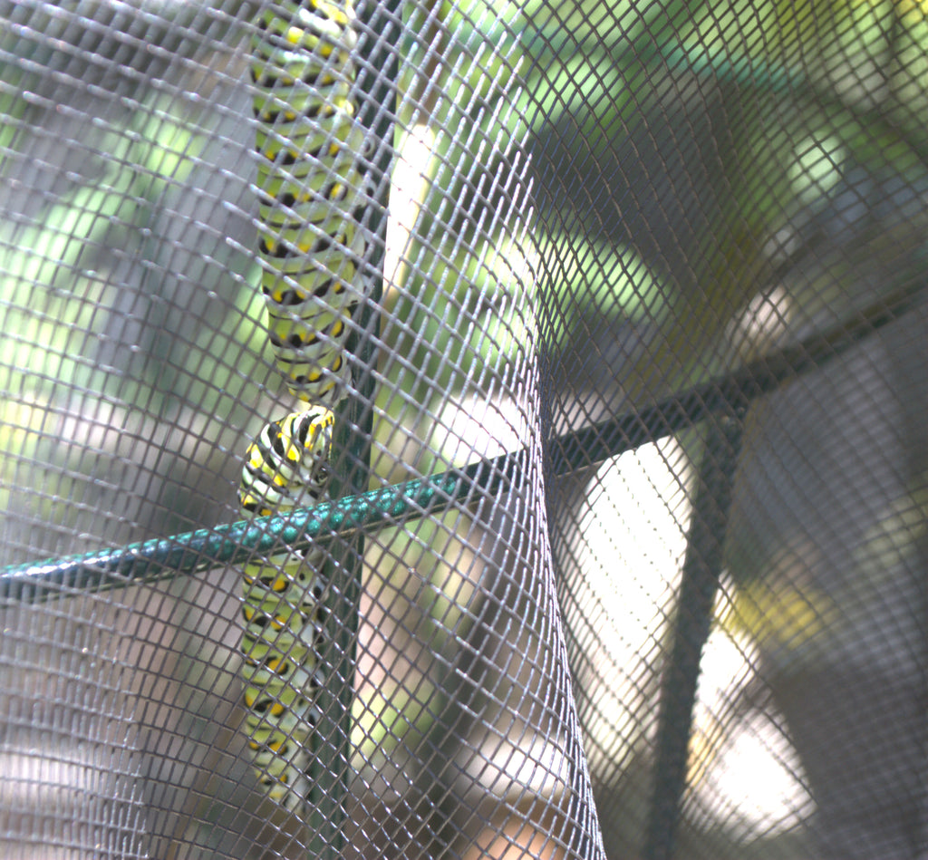 Area Rugs and Black Swallowtails