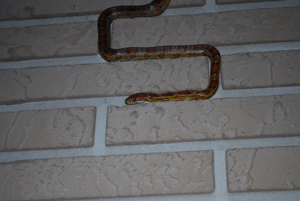 Snakes and Star Charts