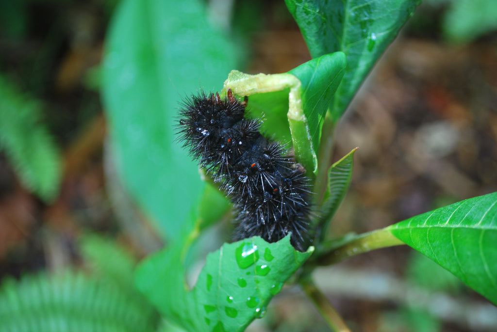 Giant Leopard Moths and Pink Flamingo Earrings