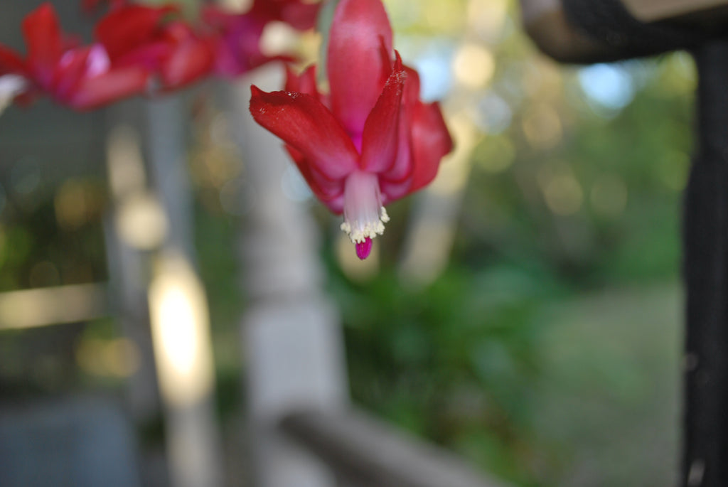 Christmas Cactus and Who Sang "Paint it Black"