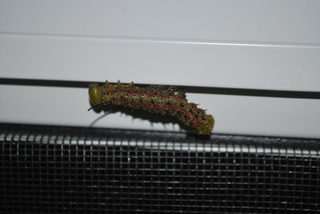 Oakworms and Zoom Calls