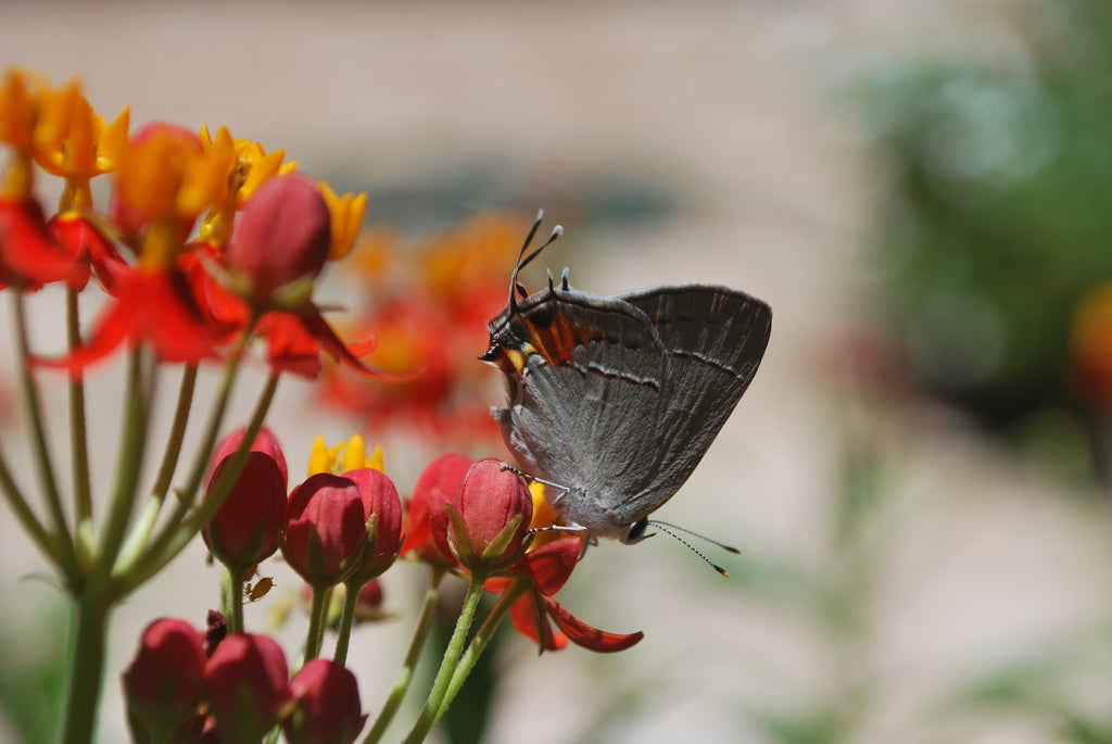 Grey Hairstreak and Halloween