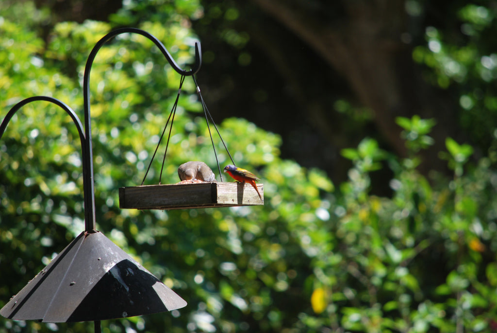 Fractals and Painted Buntings