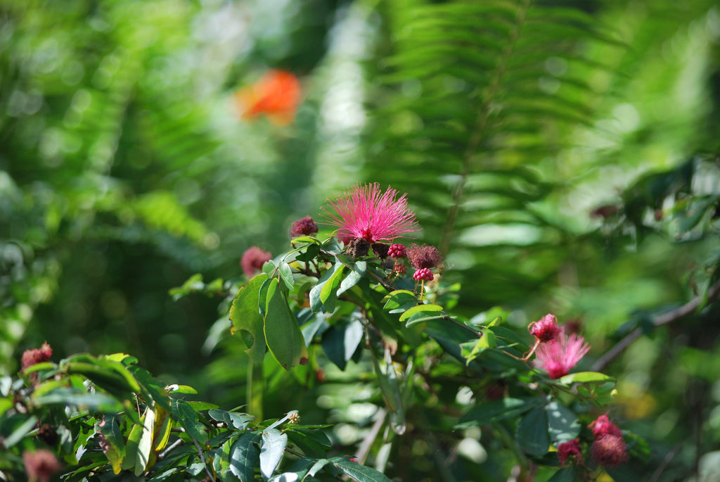 Cozy Mysteries and Powder Puff Bushes