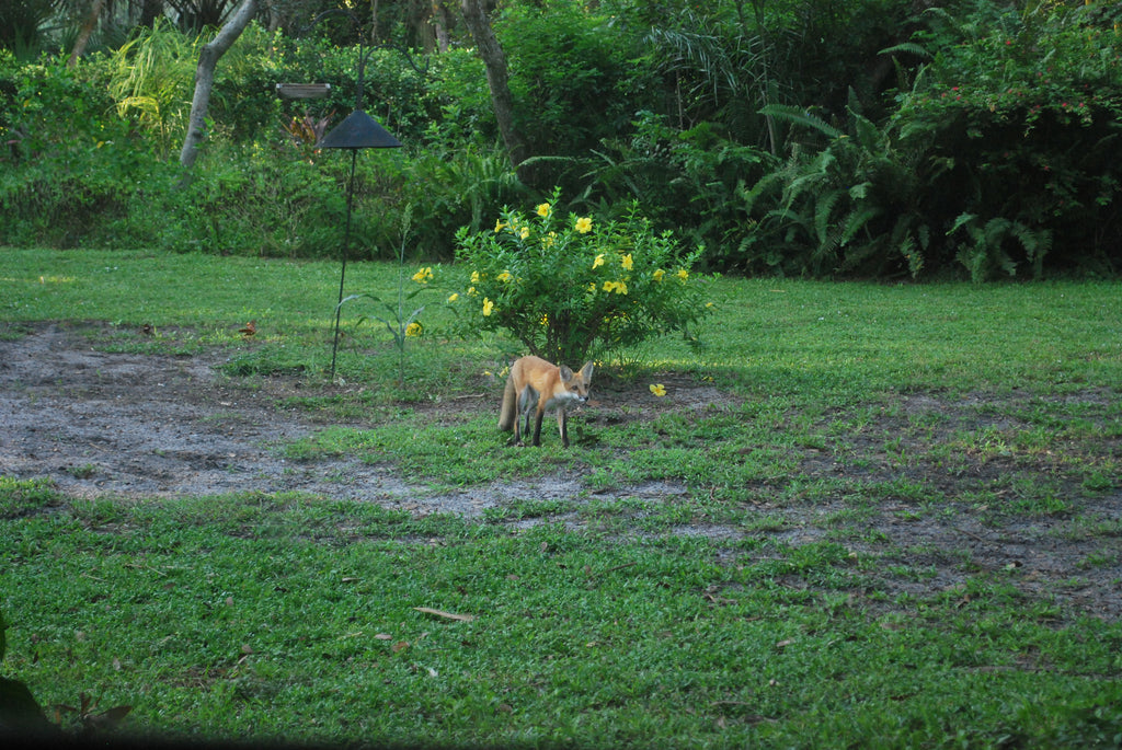 The Greek Alphabet and the Fox