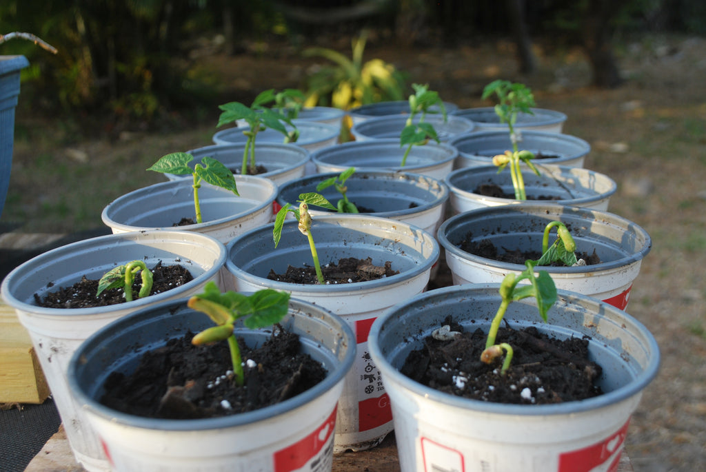 Green Beans and 1960s Music Trivia