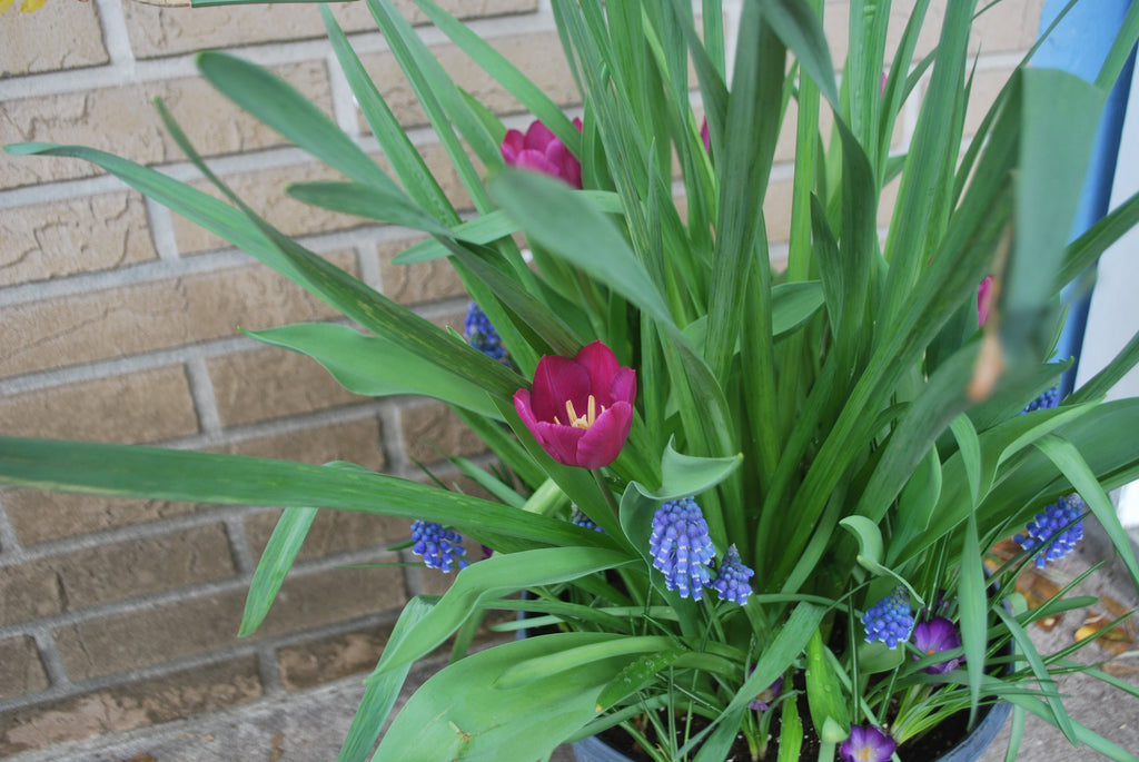 Tulips, Dragonflies and Food Word Searches