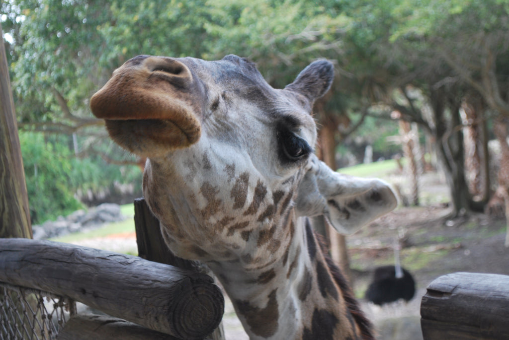 Sizzling Summer and Giraffes