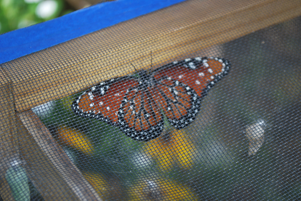 Queen Butterflies and Hurricanes