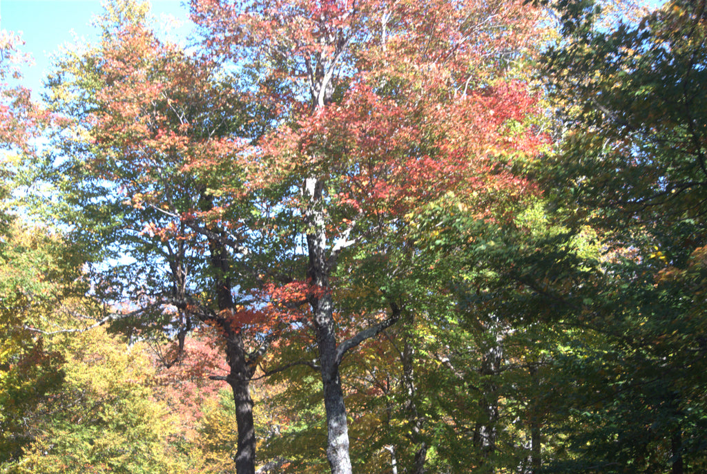 Changing Weather and Gifts for Gearheads