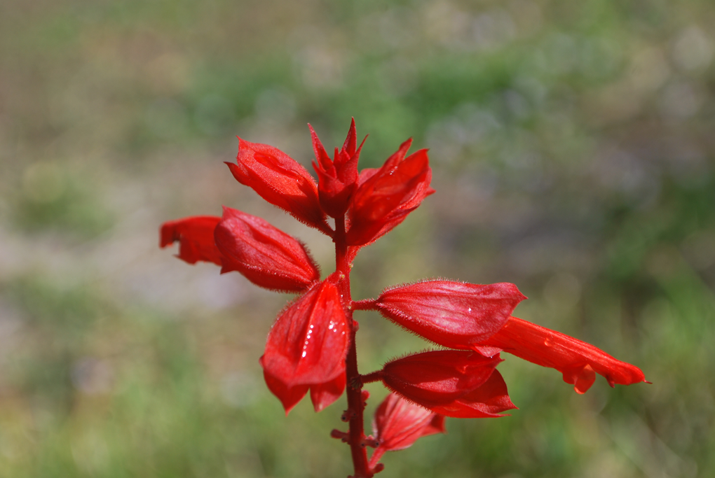 Red Salvia and Magnolia License Plates
