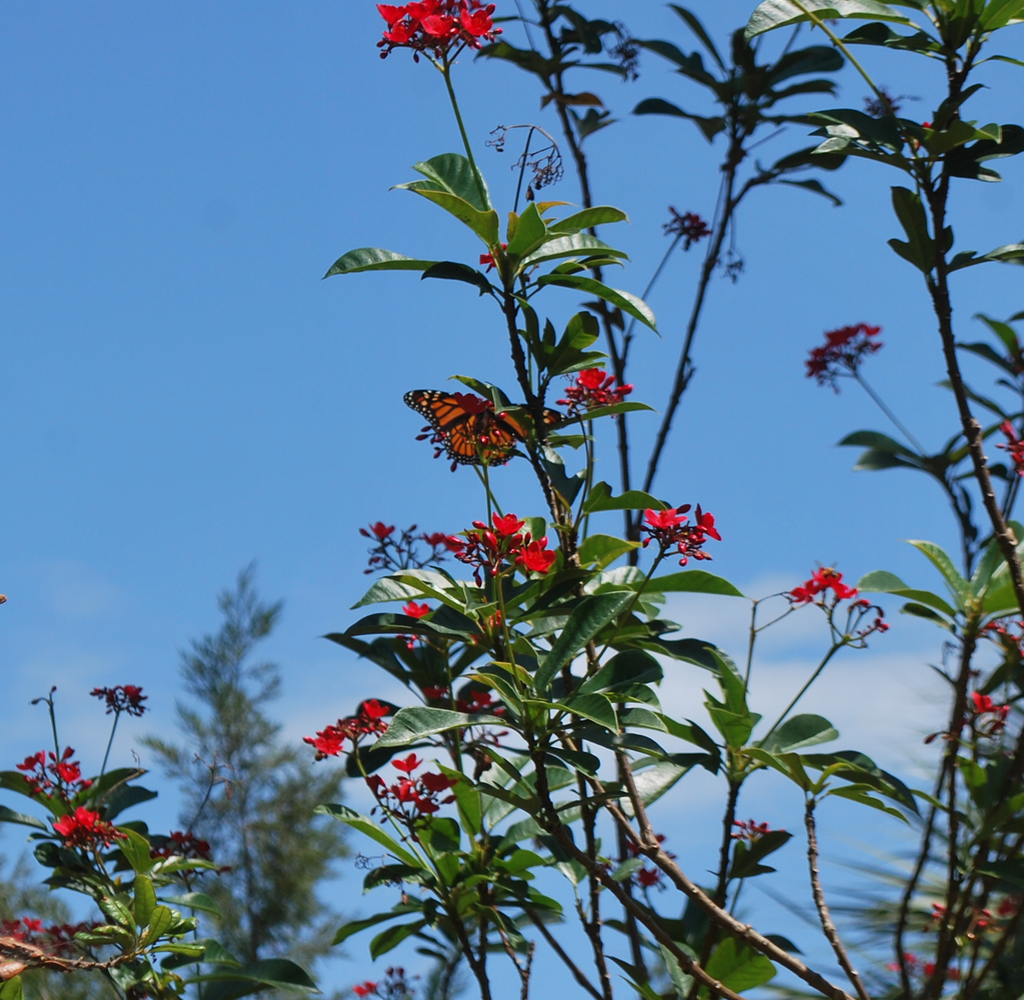 Monarchs and Hurricane Season
