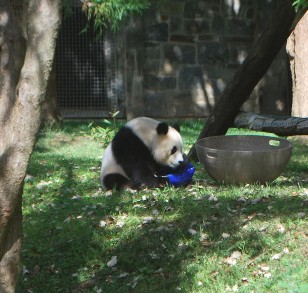 Pandas and Christmas Stickers