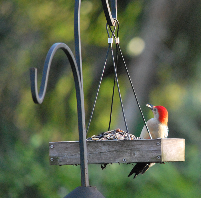 Woodpeckers and The Rolling Stones