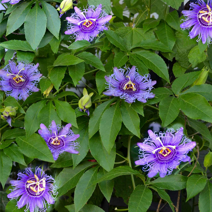 Passion Flowers and Garden License Plates