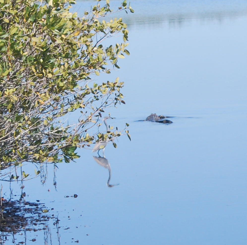 Alligators and Cherry Blossoms