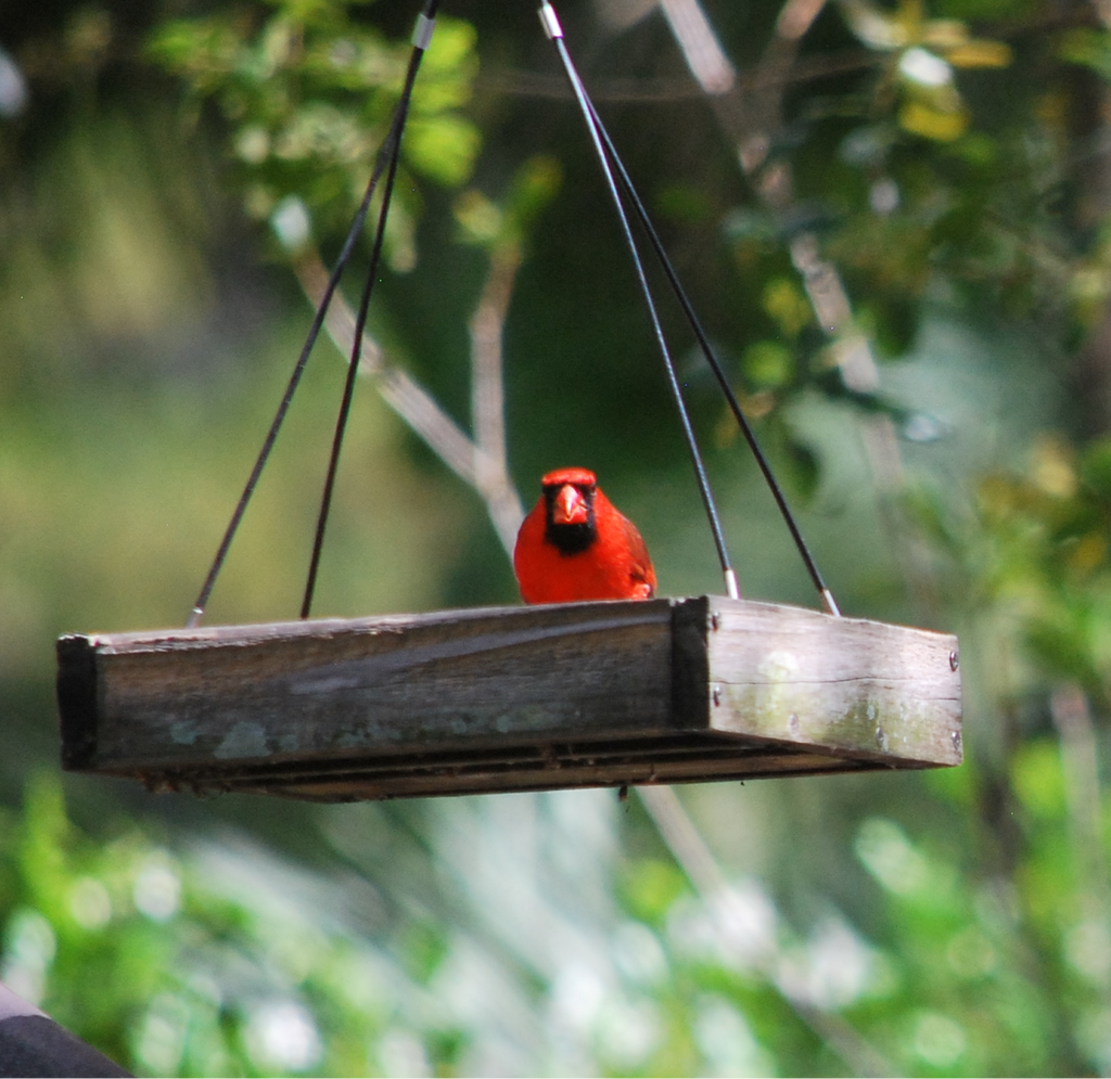 Angry Birds and BME News