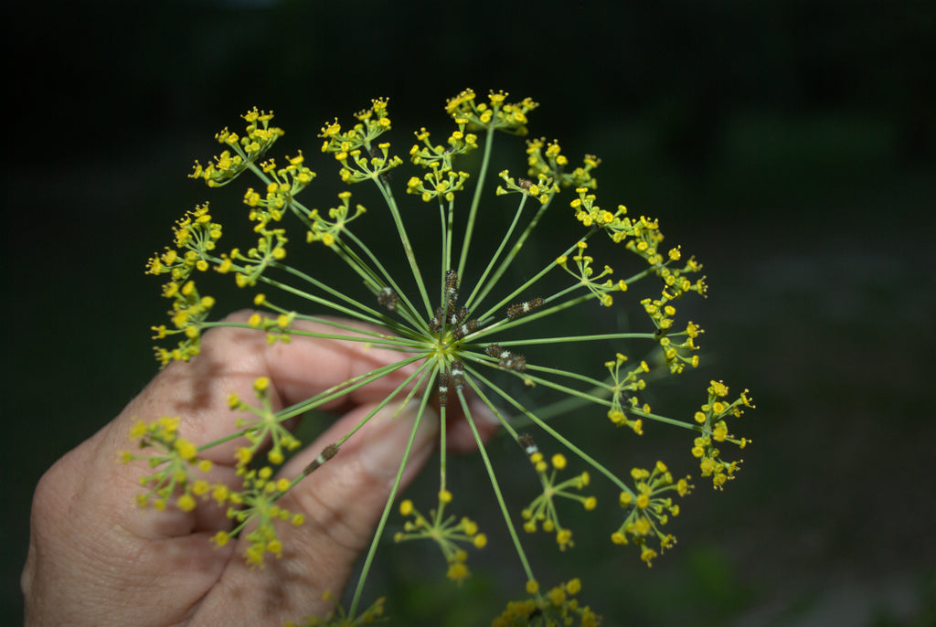 Swallowtails and Tropical Disturbances