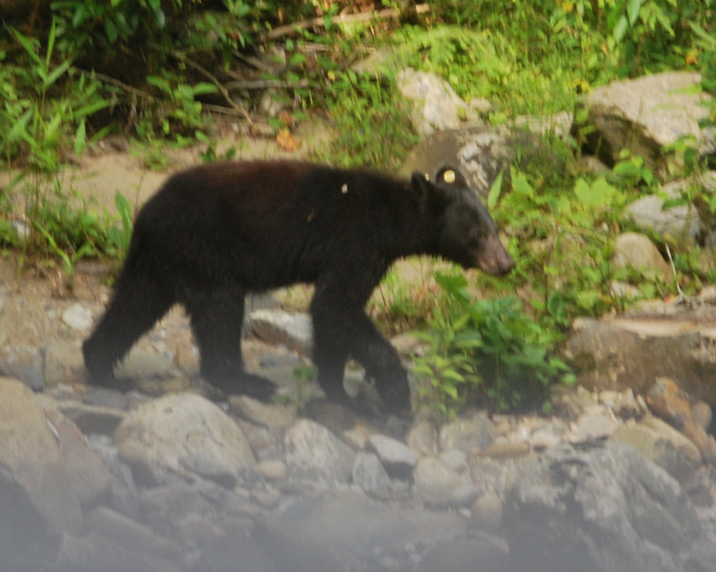 Bears and Bingo
