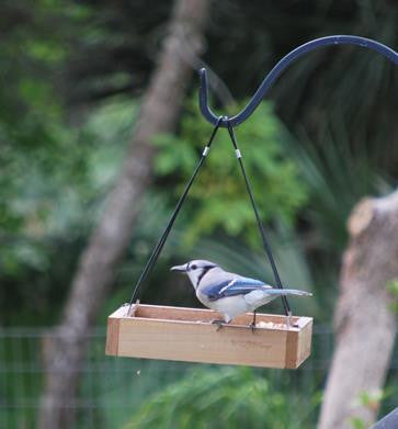 Blue Jays and Unicorns