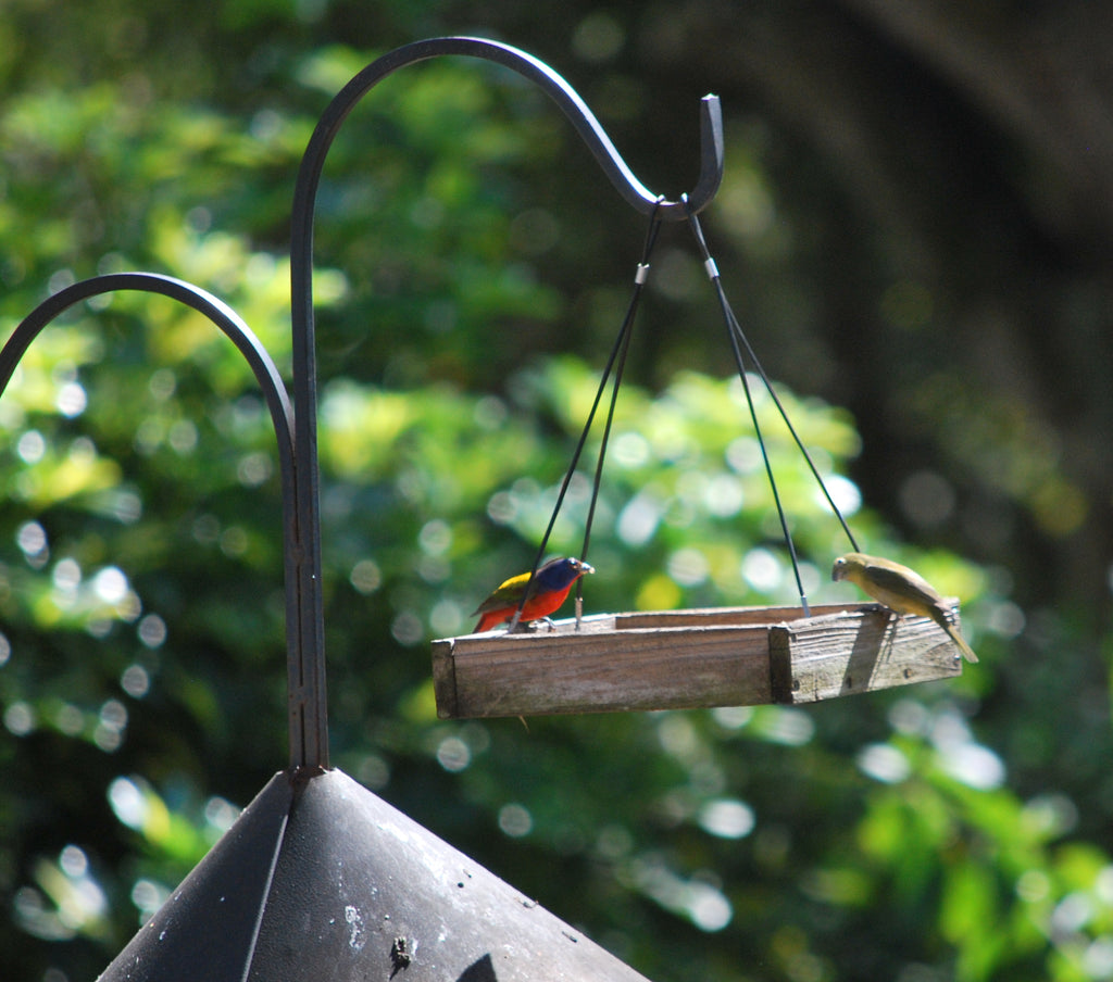 Painted Buntings and New Books