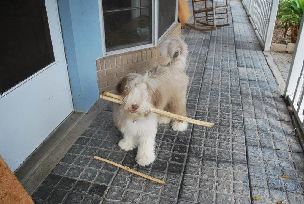 Harry and the Hurricane Season