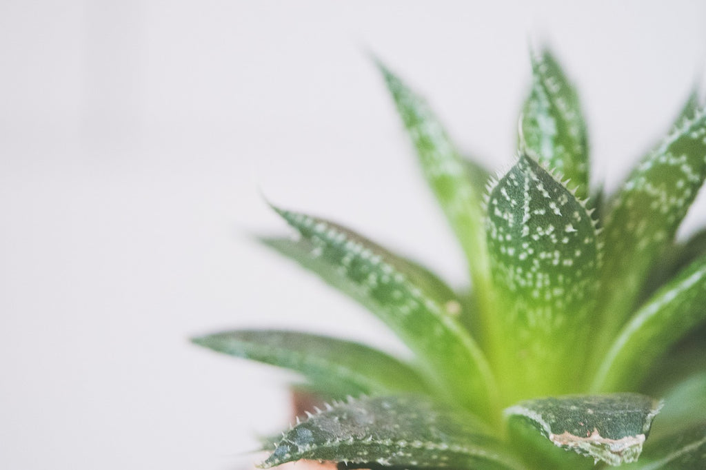 15 Indoor Plant Care Questions and Answers
