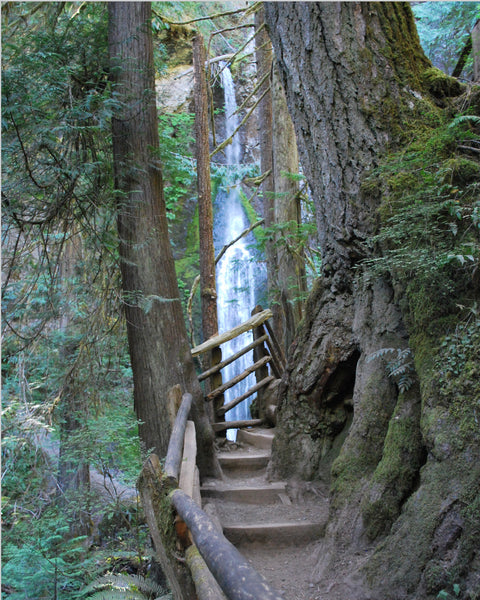 Wall Art Prints for Living Room Photography
8x10 Hiking Path National Park Photo Print – Rustic Forest Trail, Matte Finish, Ready to Hang, Shipped Flat