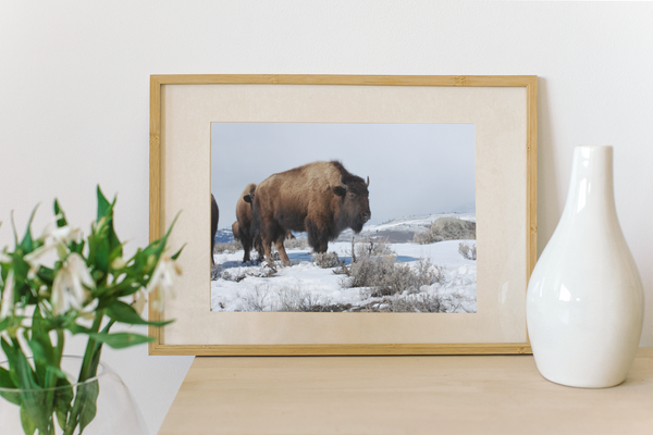 Yellowstone Bison Poster Print Wildlife West Wall Art