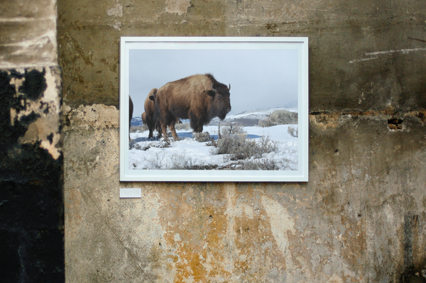 Yellowstone Bison Poster Print Wildlife West Wall Art