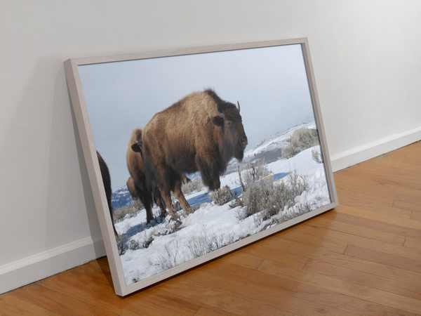 Yellowstone Bison Poster Print Wildlife West Wall Art