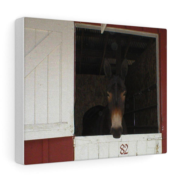 Brown Mule in Barn Canvas Gallery Wraps Western Wall Art
