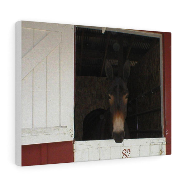 Brown Mule in Barn Canvas Gallery Wraps Western Wall Art