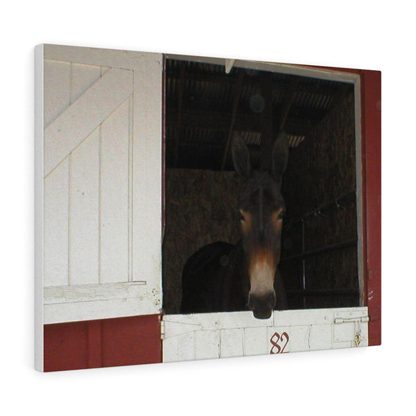 Brown Mule in Barn Canvas Gallery Wraps Western Wall Art