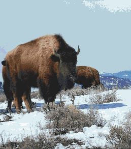 Bison Counted Cross Stitch Pattern, Download Printable