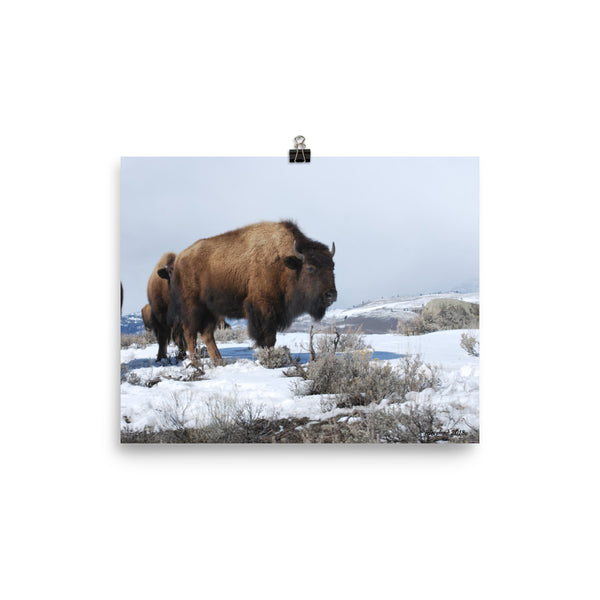 Yellowstone Bison Poster Print Wildlife West Wall Art