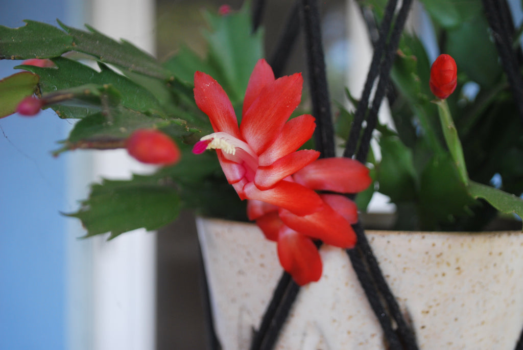 Christmas Cactus and Collectible Thimbles