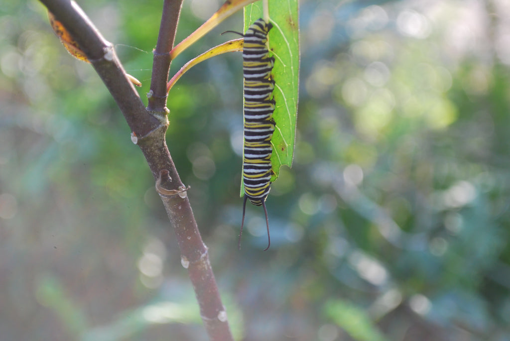 Caterpillars and Worms