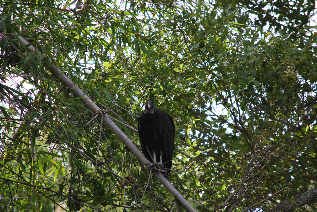 Buzzards and Babies