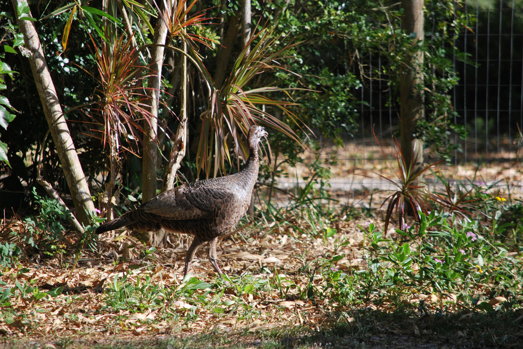 Wild Turkey and Pollen