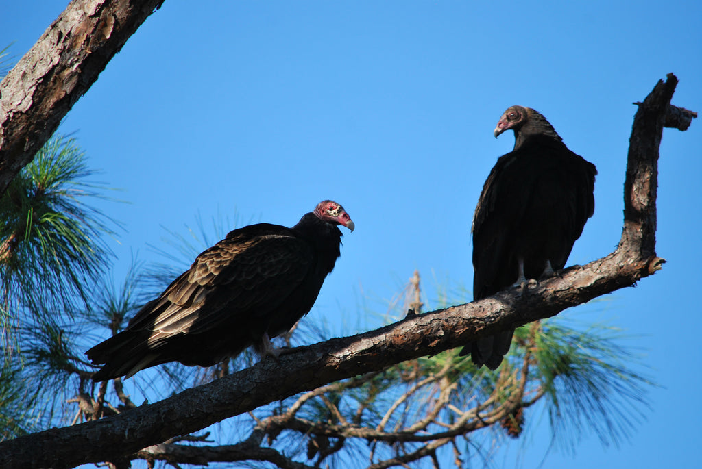 A Pair of Buzzards in a Pine Tree