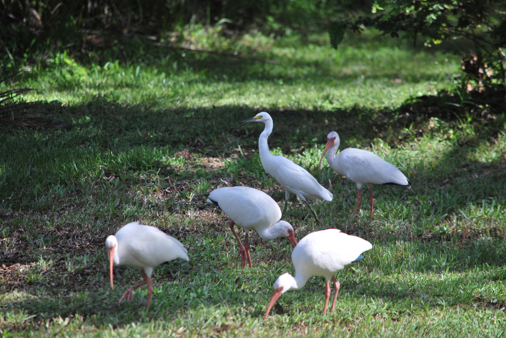 Floods and Water Birds