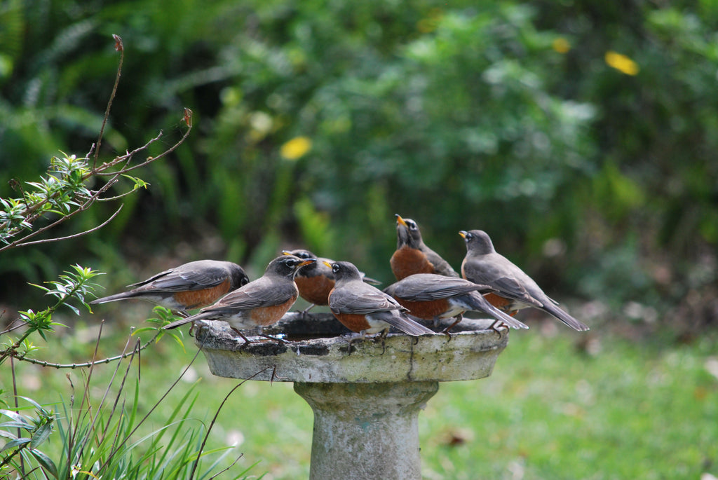 Birdbaths and Car Art