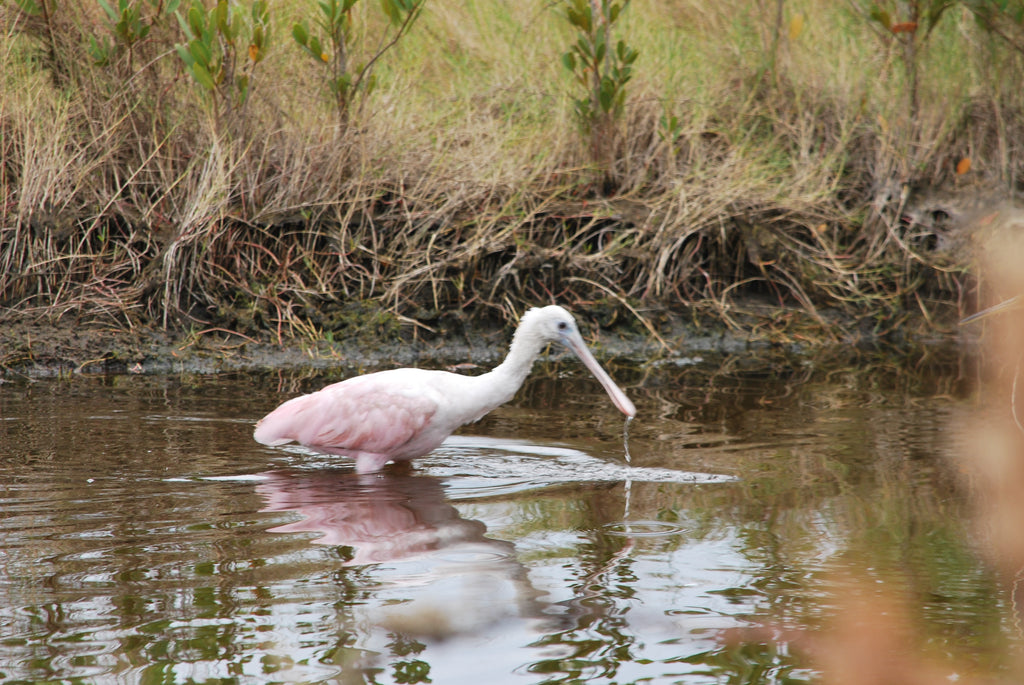 Spoonbills and New Years' Wishes