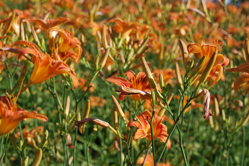 Christmas in July and Daylilies