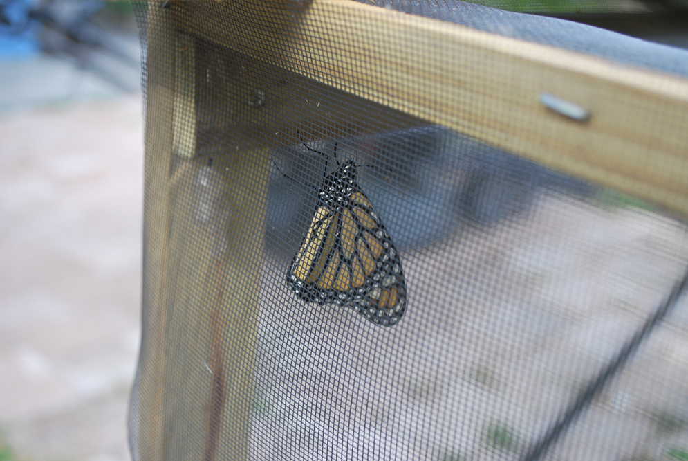 Summer Heat and Monarchs