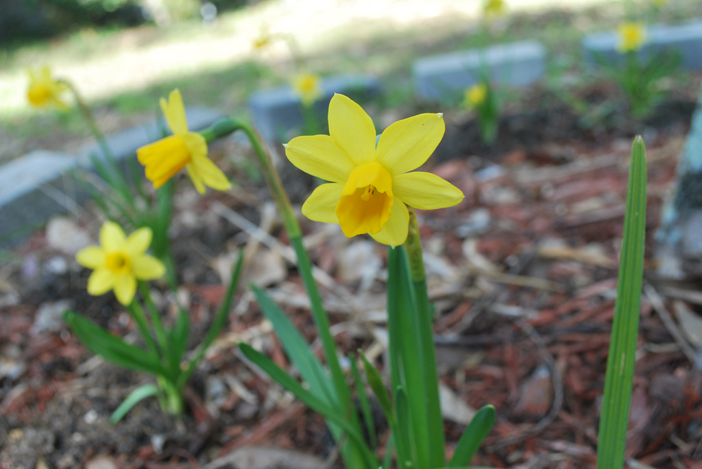 Daffodils and Handmade Stickers