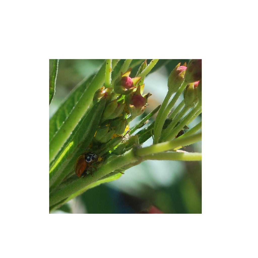 Aphids and Autumn License Plates