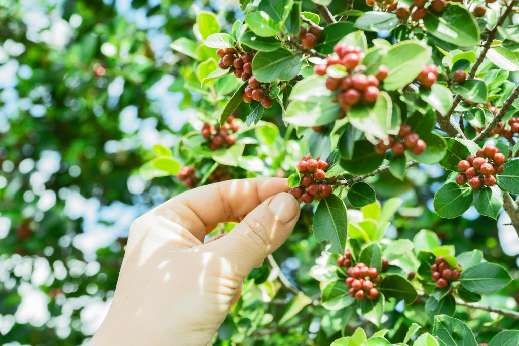 From Seed to Sip: The Journey of Coffee Cultivation